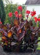 Image result for Dark Red Canna Lily