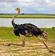 Image result for Ostrich