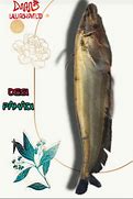 Image result for Pidlayan Fish