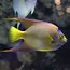 Image result for Black Angelfish Saltwater