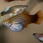 Image result for Baby Platy