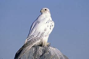 Image result for Gyrfalcon