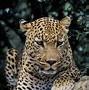 Image result for Arabic Leopard