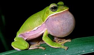 Image result for Happy Frog Cute