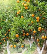 Image result for Fruit Trees in Algoma Region