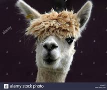 Image result for Alpaca Long Hair