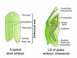 Image result for Two Cotyledons