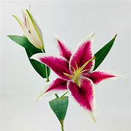 Image result for Stargazer Lily