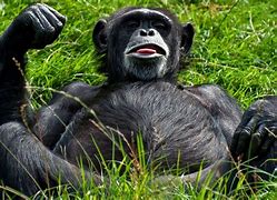 Image result for Monkey Funny Faces Wallpaper