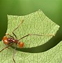 Image result for Atta Ant