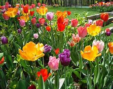 Image result for Springtime Tulips