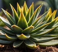 Image result for Kinds of Aloe Vera Plants