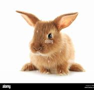 Image result for Fluffy Rabbit