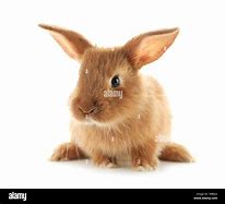 Image result for Cute Fuzzy Bunnies