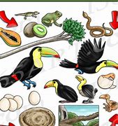 Image result for Toucan Life Cycle