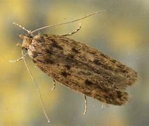 Image result for Domestic Brown Moth