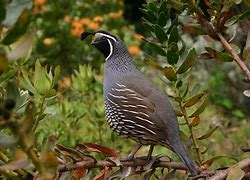 Image result for Quail Pixabay ABC