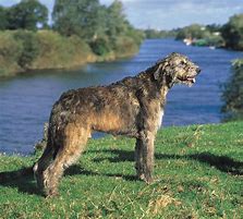 Image result for Irish Wolfhound