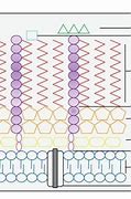 Image result for Mycobacterium Cell Wall Structure Research Paper