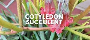 Image result for Cotyledon Succulent