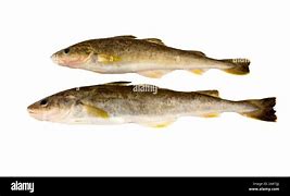 Image result for Nanaguy Fish