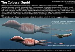 Image result for Deep Sea Colossal Squid