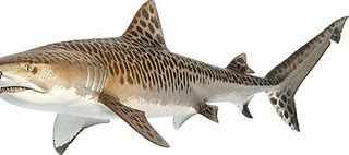 Image result for Tiger Shark PFP