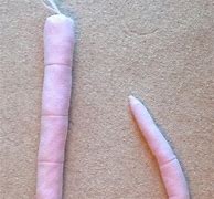 Image result for Rat Tail Tip