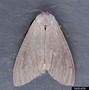 Image result for Tussock Moth Larvae