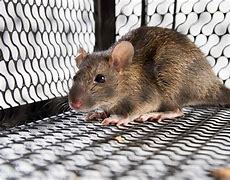 Image result for Rodent Control