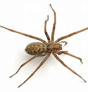 Image result for Brown House Spider Poisonous