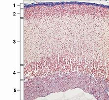 Image result for Adrenal Cortex Histology