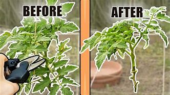 Image result for Sucker Leaves On Tomato Plants