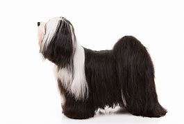 Image result for Tibetan Terrier Dog Breed