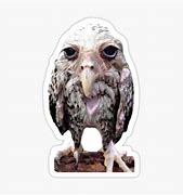 Image result for Dumb Owl