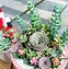 Image result for Black Rose Succulent