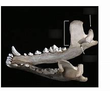 Image result for Mammal Skull Anatomy