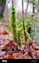 Image result for Moss-Covered Yard