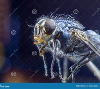 Image result for Fly Side View