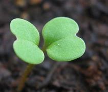 Image result for Two Cotyledons