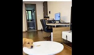 Image result for Smart Doggo