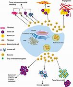 Image result for Exosome Cell