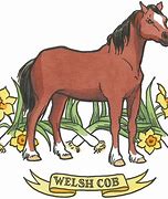 Image result for Welsh Cob Hoof