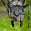 Image result for Ant Face