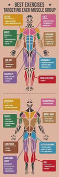 Image result for Different Parts of Body to Workout