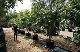 Image result for Prunus Serrulata Pink Perfection