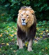 Image result for Siran Lion Beings