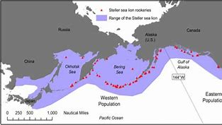 Image result for Sea Lion Map