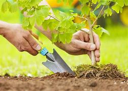 Image result for Planting Shrubs