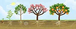 Image result for Peach Tree Life Cycle